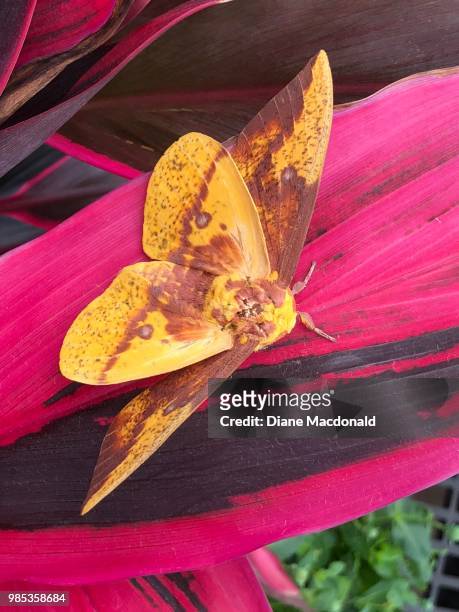 imperial moth on red  cordyline leaf - cordyline stockfoto's en -beelden
