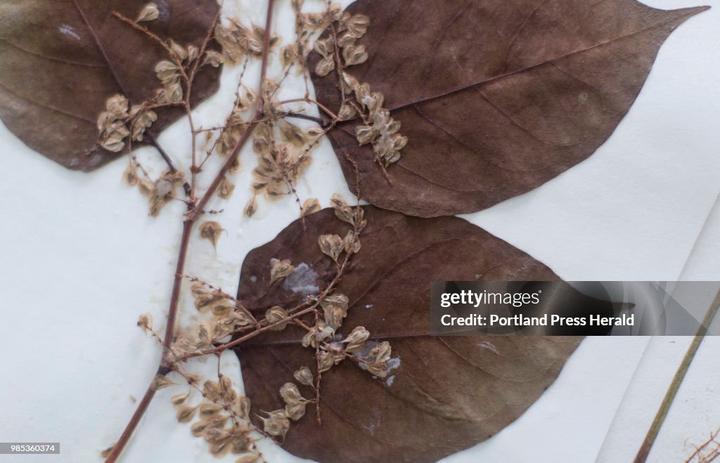 Herbarium and invasive species