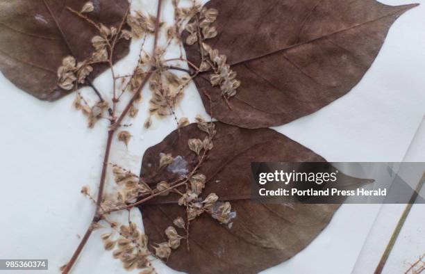 Preserved Japanese Knotweed herbarium sample at Pixie Williams' home. Williams and some volunteers have been putting together a teaching archive of...