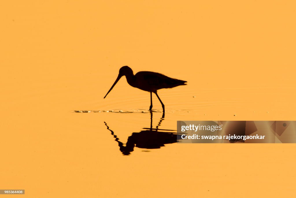 Sandpiper's silhouettes.