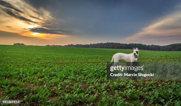 dogo argentino on the field - dogo argentino stock pictures, royalty-free photos & images