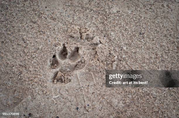 animal foot print - animal print stock-fotos und bilder