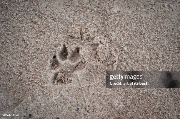 animal foot print - animal footprint stockfoto's en -beelden