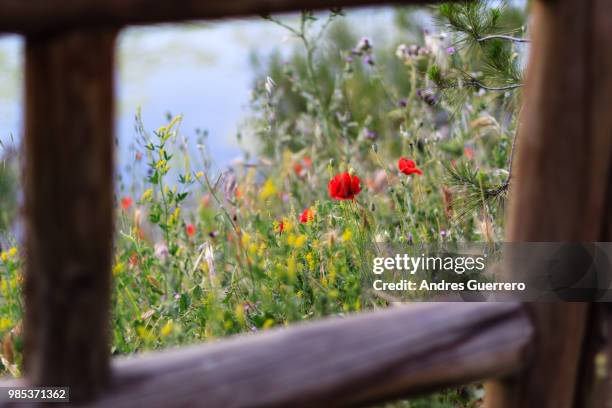 claveles y flores silvestres - andres flores stock pictures, royalty-free photos & images