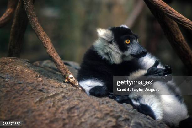 lemur - black and white ruffed lemur stock pictures, royalty-free photos & images