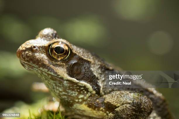 Toad Studio Photos and Premium High Res Pictures - Getty Images