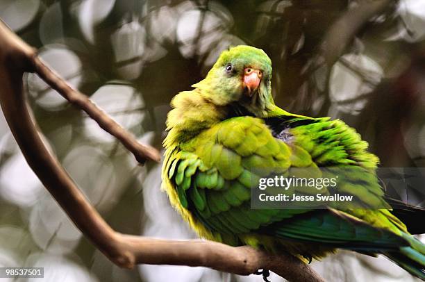 superb parrot, polytelis swainsonii - superb stock pictures, royalty-free photos & images