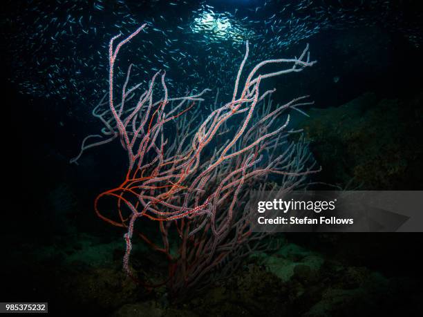 sea fan - melithaea sp. - gorgonia sp stock pictures, royalty-free photos & images