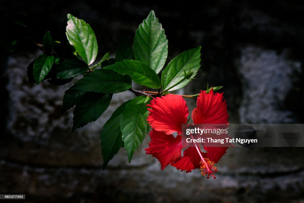 Red Hibiscus on stone wall background