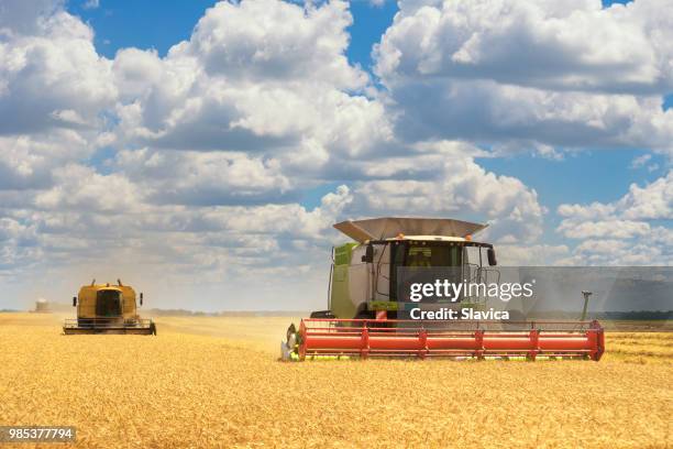 maaidorsers oogsten van tarwe - combine day 2 stockfoto's en -beelden