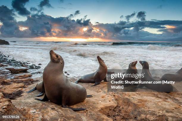 la jolla beach sea lions - sea lions california foto e immagini stock