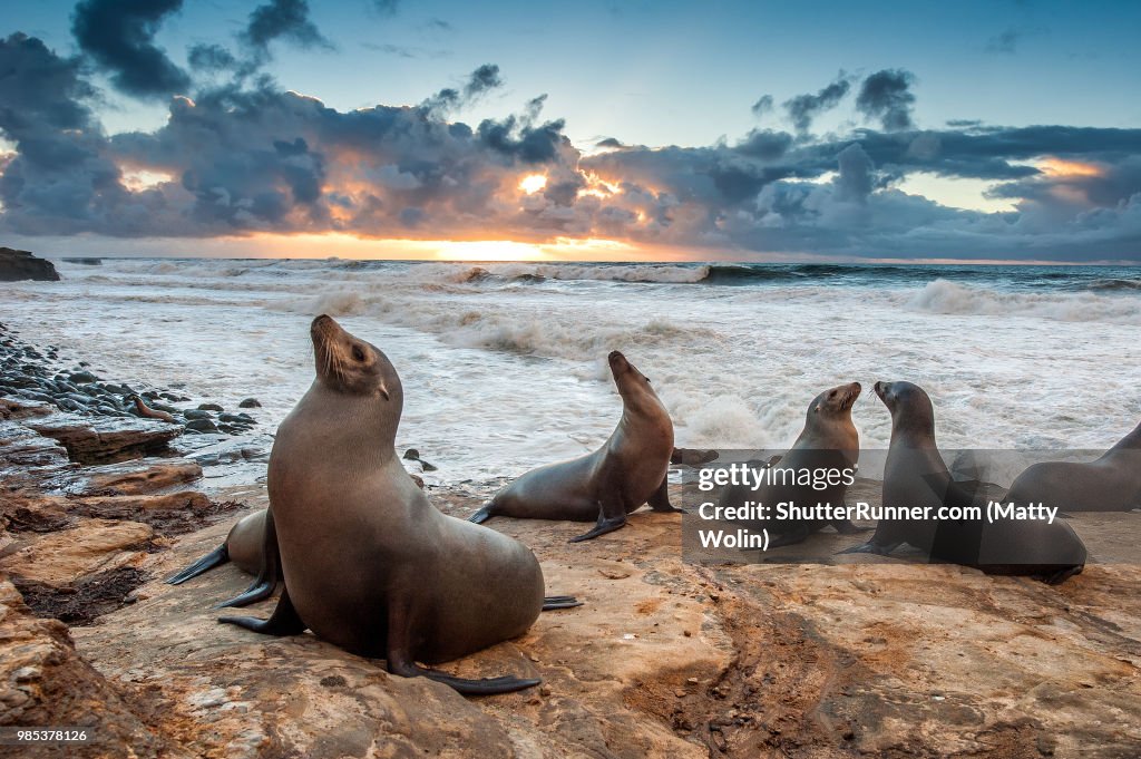 La Jolla Beach Sea Lions