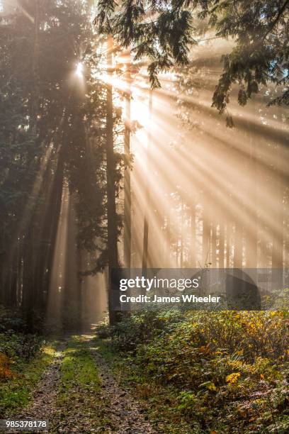 golden ears park sunlight - forrest wheeler stockfoto's en -beelden