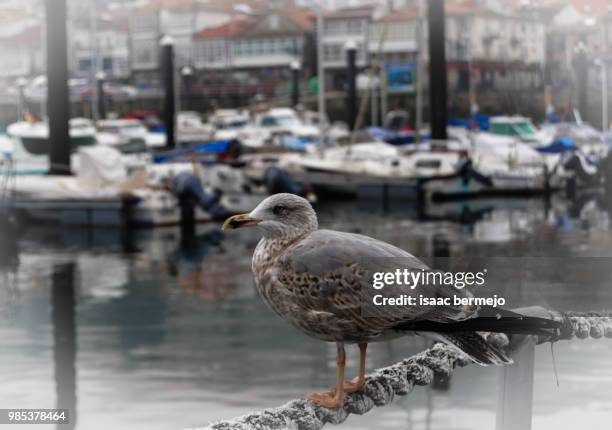 gaviota - gaivota stock pictures, royalty-free photos & images