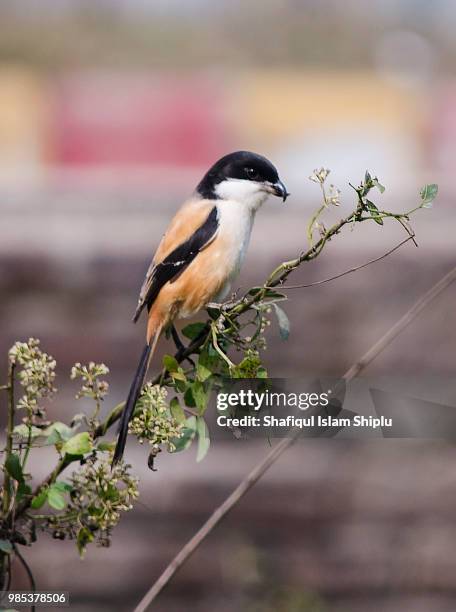 the long-tailed shrike / rufous-backed shrike(lanius schach) - lanius schach stock pictures, royalty-free photos & images