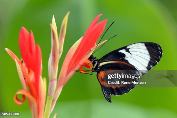 longwing on a red flower - mensen stock pictures, royalty-free photos & images