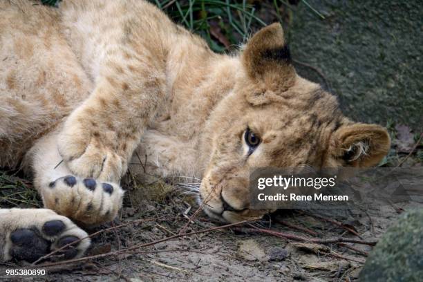 lion cub - mensen stock pictures, royalty-free photos & images