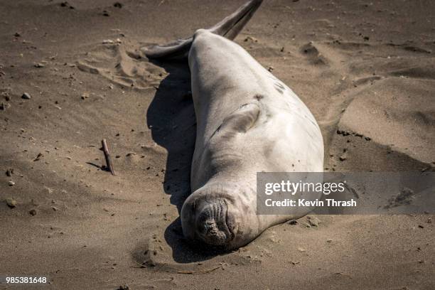 elephant seal pup sleeping on beach - sleeping elephant stock pictures, royalty-free photos & images