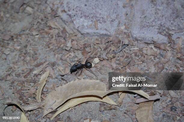 ant - insect mandible stock pictures, royalty-free photos & images