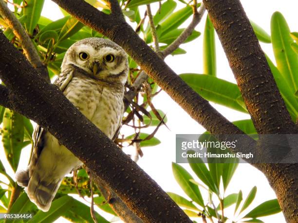 spotted owlet - ニシアメリカフクロウ ストックフォトと画像
