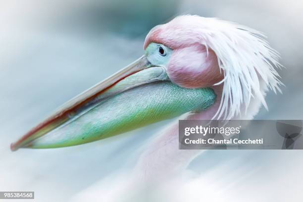 pink pelican - pelikaan stockfoto's en -beelden