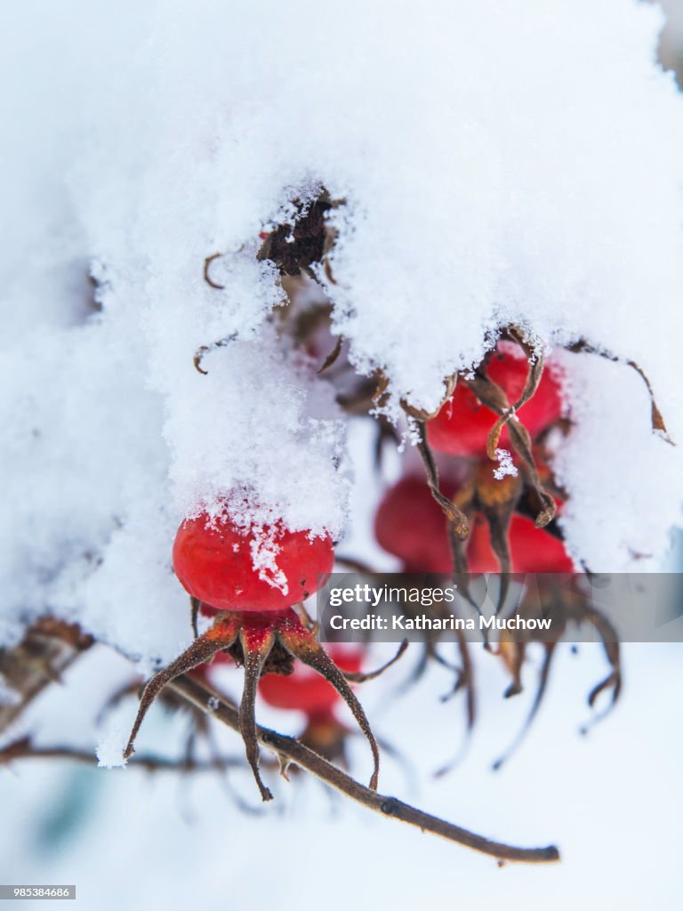 Hagebutte im Schnee