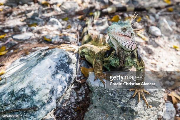 lizard - galapagos land iguana bildbanksfoton och bilder