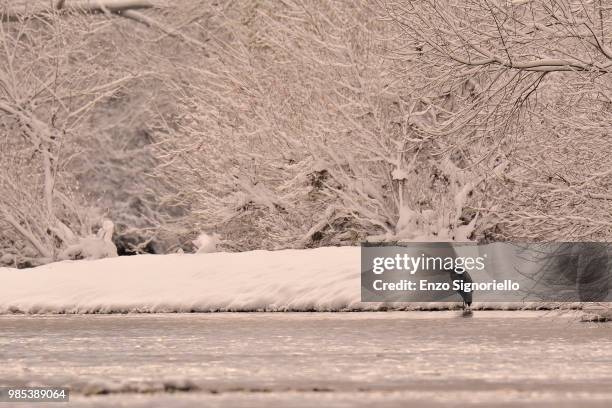 airone cenerino in attesa  grey heron waiting - attesa stockfoto's en -beelden