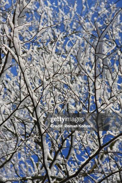 schnee auf baum - baum schnee stock pictures, royalty-free photos & images