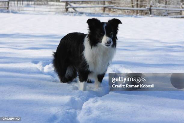 border collie im schnee #2 - schnee stock pictures, royalty-free photos & images