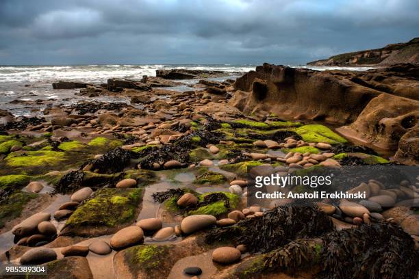 a stone covered beach in moray, scotland. - meeresalge stock-fotos und bilder