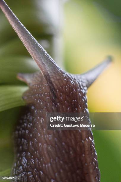 garden snail - garden snail stock pictures, royalty-free photos & images