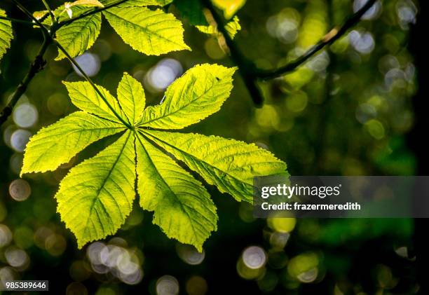 new leaf - horse chestnut tree stock pictures, royalty-free photos & images