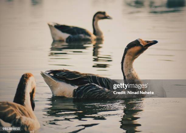 swans - anser indicus stock pictures, royalty-free photos & images