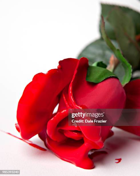 Bleeding Blue Roses 778 Bleeding Rose Stock Photos, High-Res Pictures, and Images - Getty ...