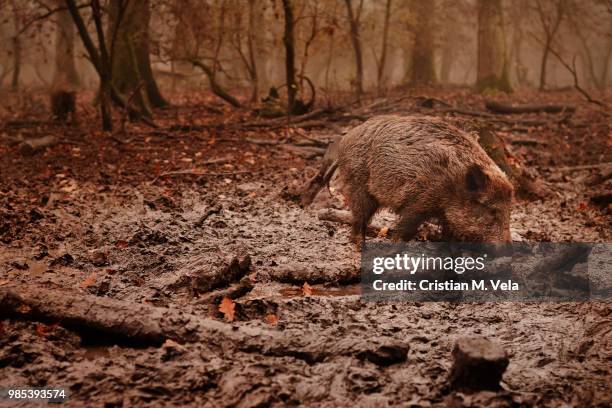 Boar Rip 699 Boar 2 Stock Photos, High-Res Pictures, and Images - Getty Images
