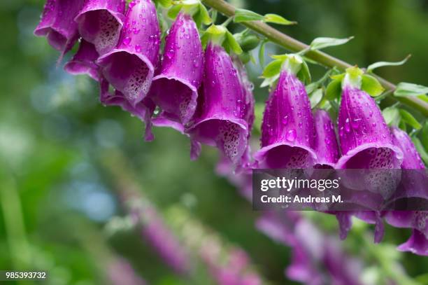 foxglove - foxglove stock pictures, royalty-free photos & images
