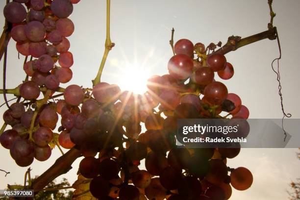 grapevine in detail - grapevine foto e immagini stock