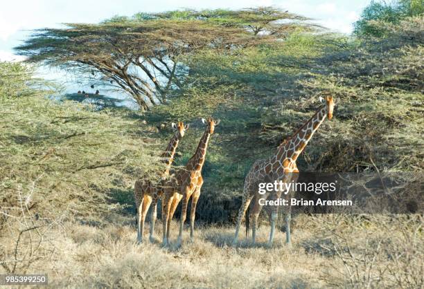 reticulated giraffe - reticulated stock-fotos und bilder