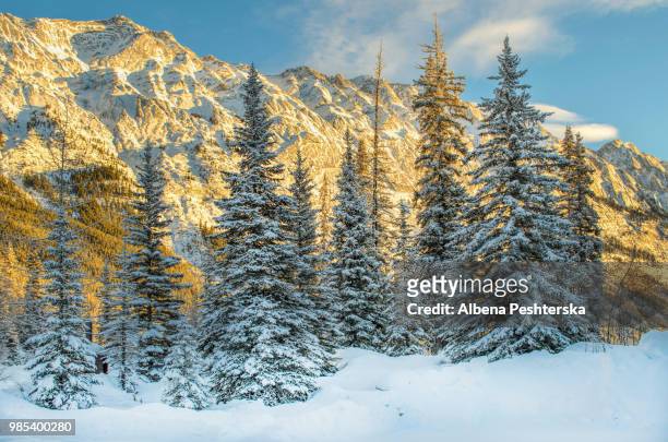 winter magic - albena stock-fotos und bilder