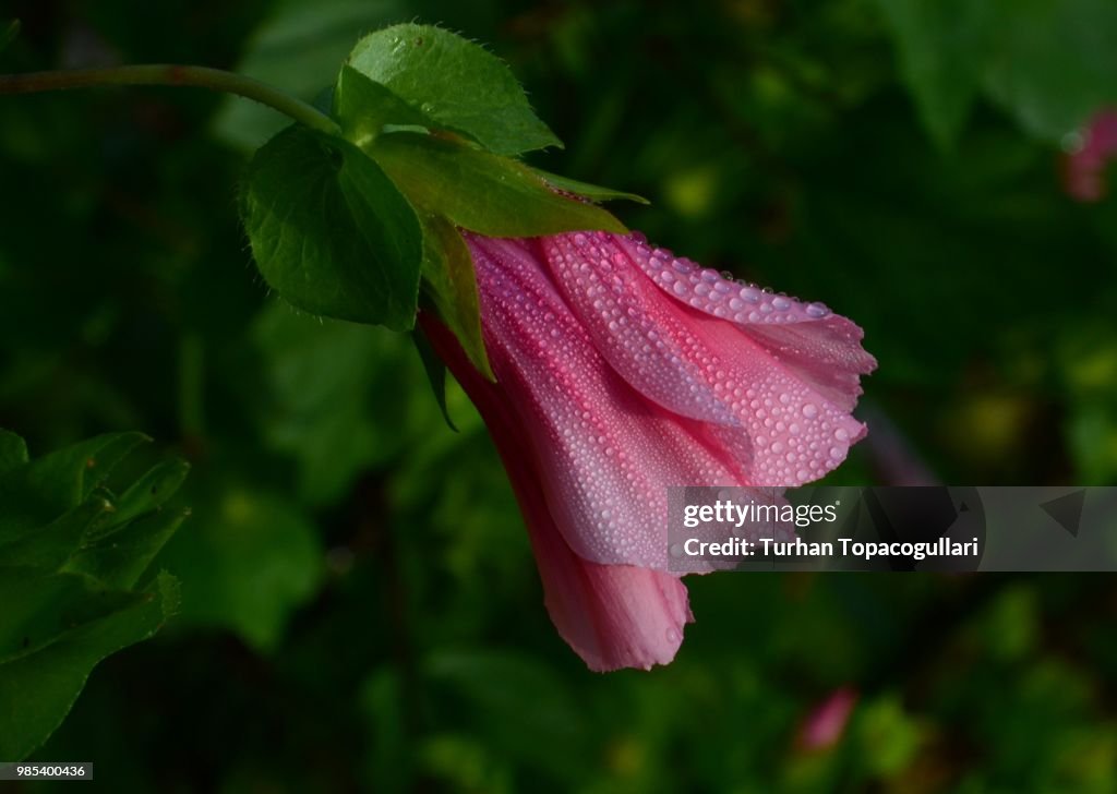 Purple Spanish Mallow with dew drops