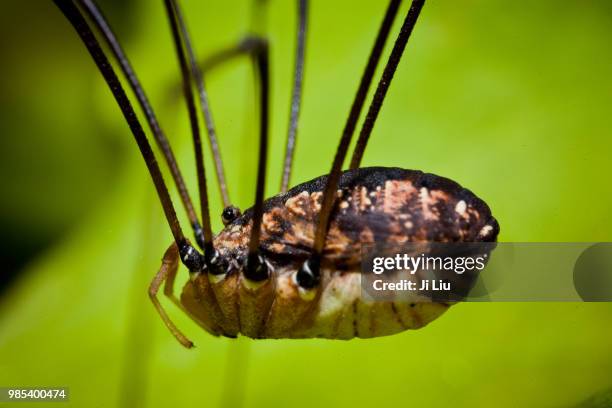 Harvestman Rakes 206 Harvestman Stock Photos, High-Res Pictures, and Images - Getty Images