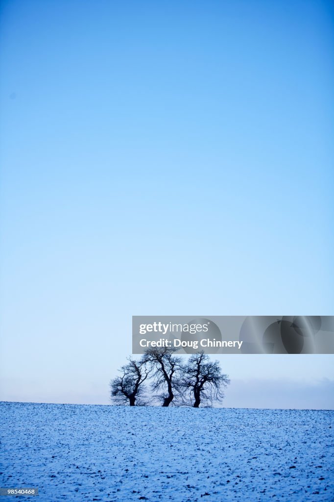 Three Trees in the Snow