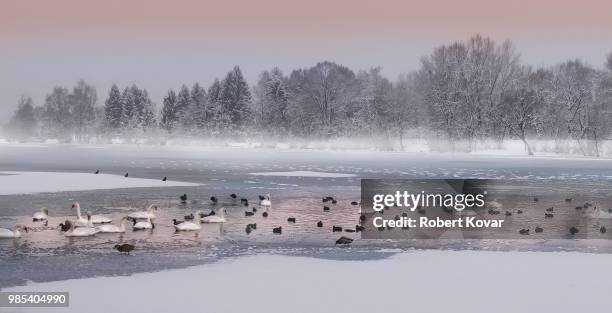 waterfowl on a frozen lake in salzburg, austria. - water bird stock-fotos und bilder
