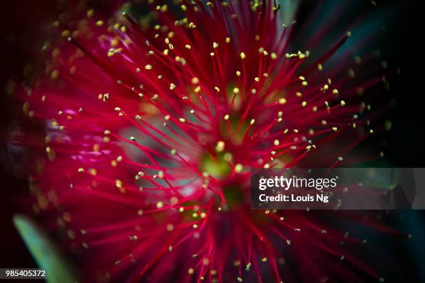 pohutukawa - 1 - pohutukawa flower stockfoto's en -beelden