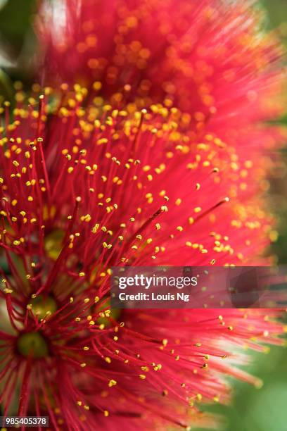 pohutukawa - 3 - pohutukawa flower stockfoto's en -beelden