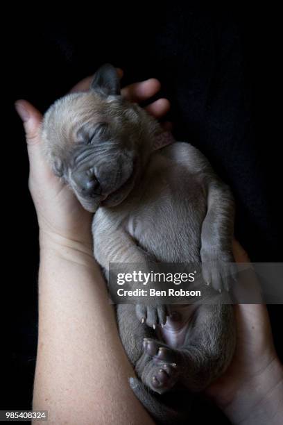 hands holding a sleeping puppy. - great dane inside stock pictures, royalty-free photos & images