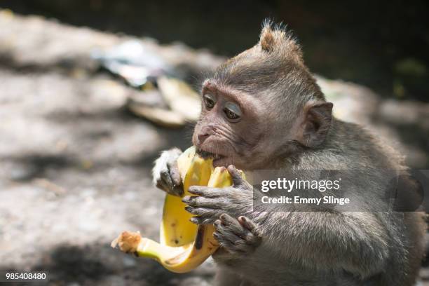 sacred monkey iii - ape eating banana stockfoto's en -beelden