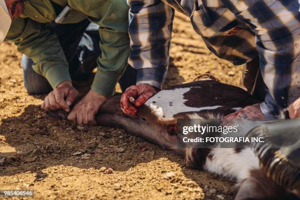 castreren van vee in utah - castration stockfoto's en -beelden