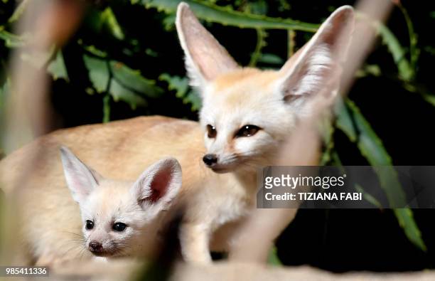 Picture taken on June 27, 2018 shows one fennec fox puppie with his mother at the biopark in Rome.